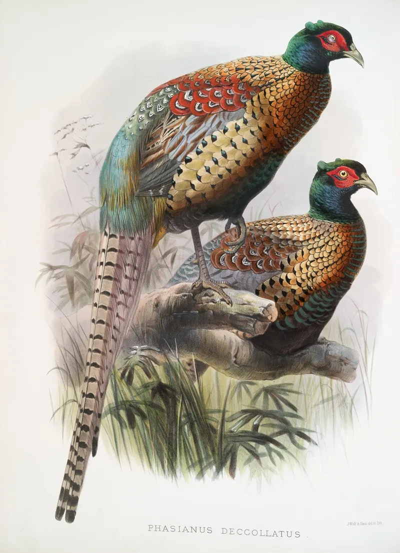 Phasianus Deccollatus 2 Wall Art by Joseph Smit - High-Resolution Digital Print