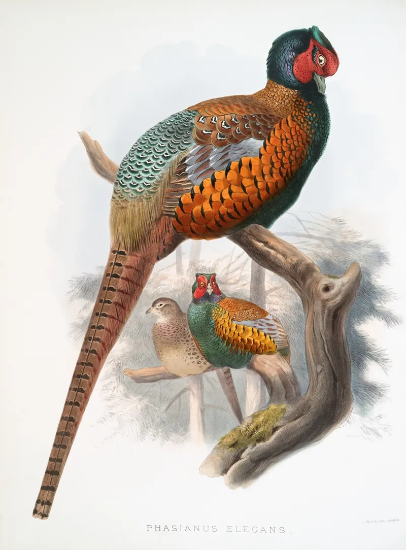 Phasianus Elegans 2 Wall Art by Joseph Smit - High-Resolution Digital Print