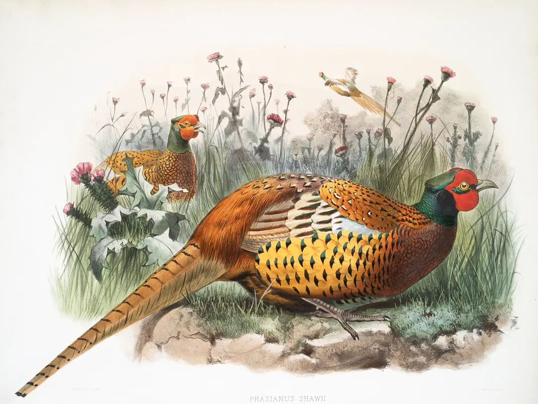 Phasianus Shawii 2 Wall Art by Joseph Smit - High-Resolution Digital Print