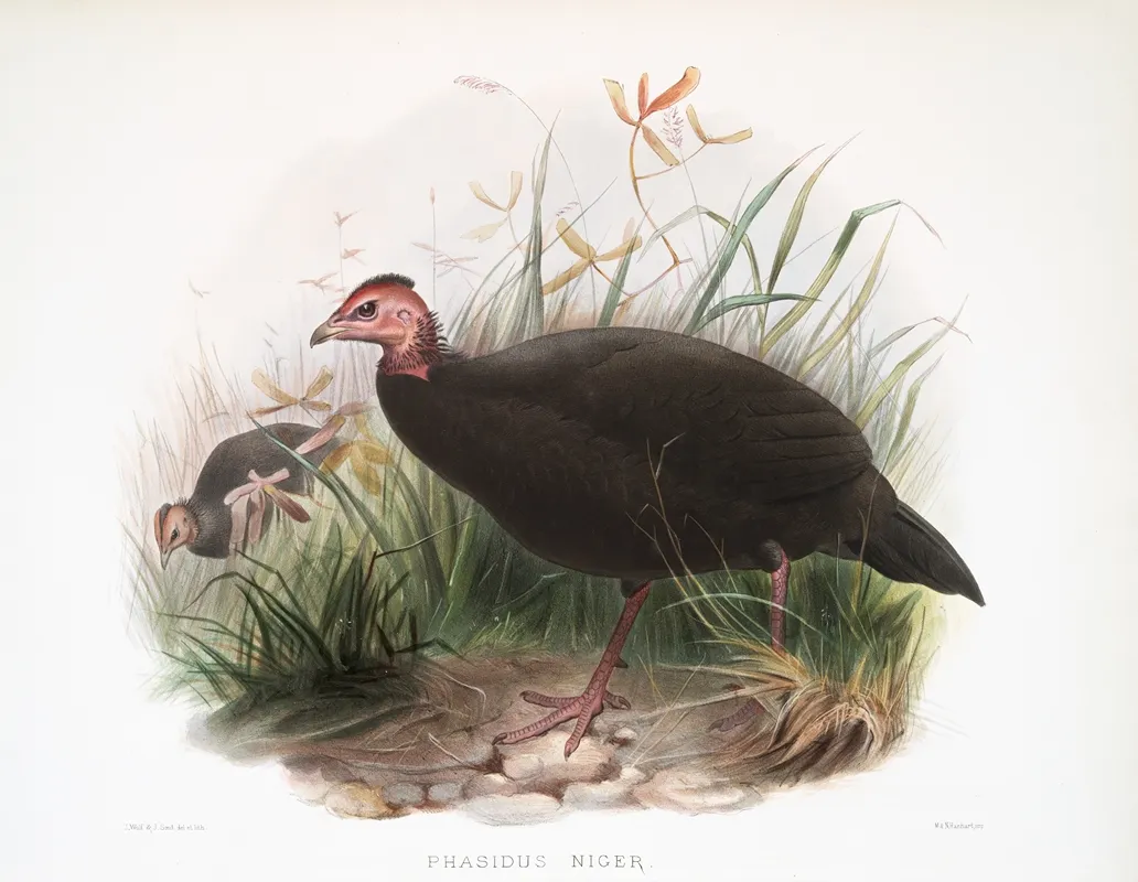 Phasidus Niger 2 Wall Art by Joseph Smit - High-Resolution Digital Print
