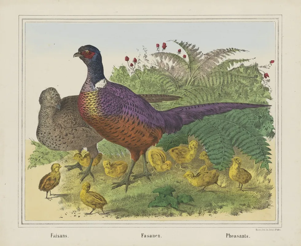 Pheasants 6 Wall Art by Joseph Scholz - High-Resolution Digital Print