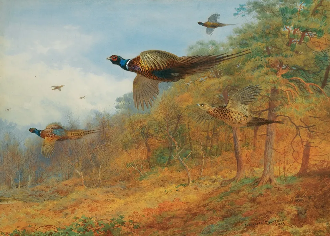 Pheasants Breaking Out Of Cover