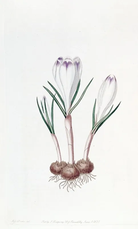 Pheasants Feather Crocus Wall Art by Sydenham Edwards - High-Resolution Digital Print