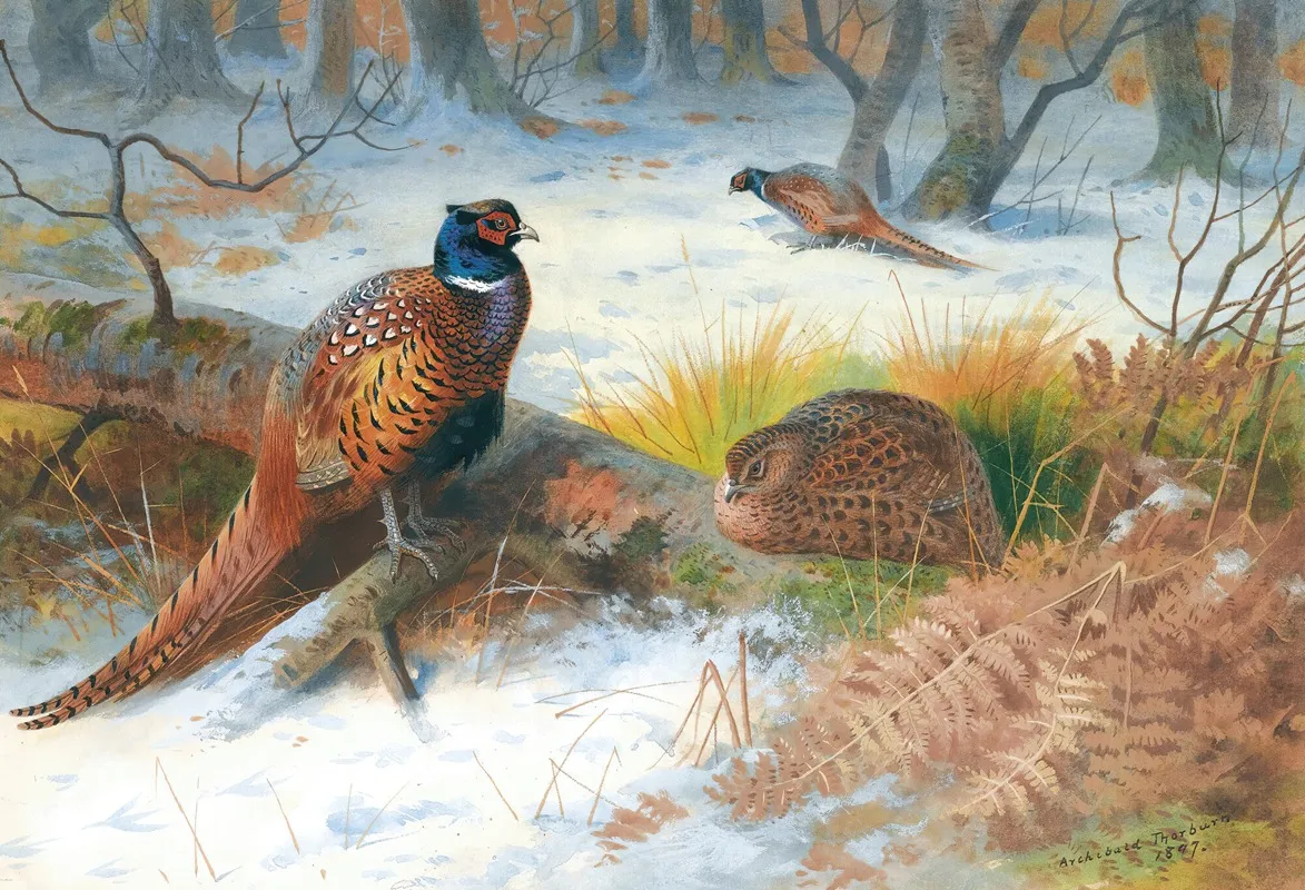 Pheasants In The Snow Wall Art by Archibald Thorburn - High-Resolution Digital Print