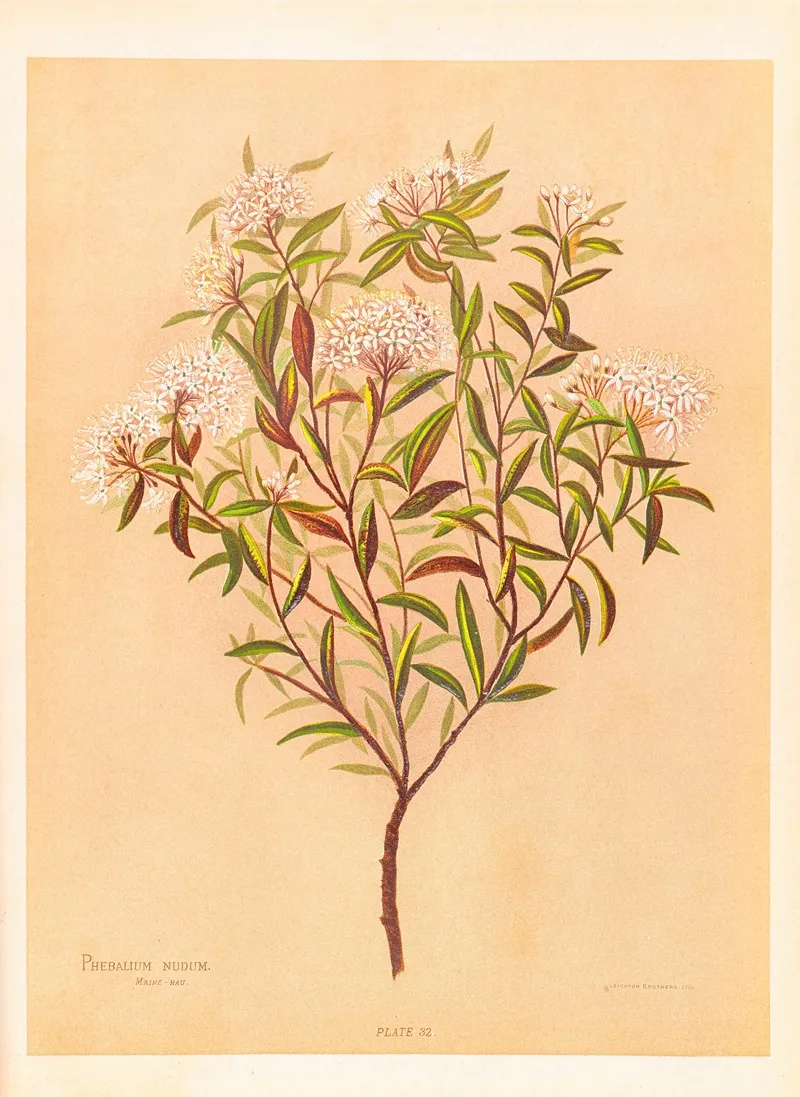 Phebalium Nudum Wall Art by Georgina Burne Hetley - High-Resolution Digital Print