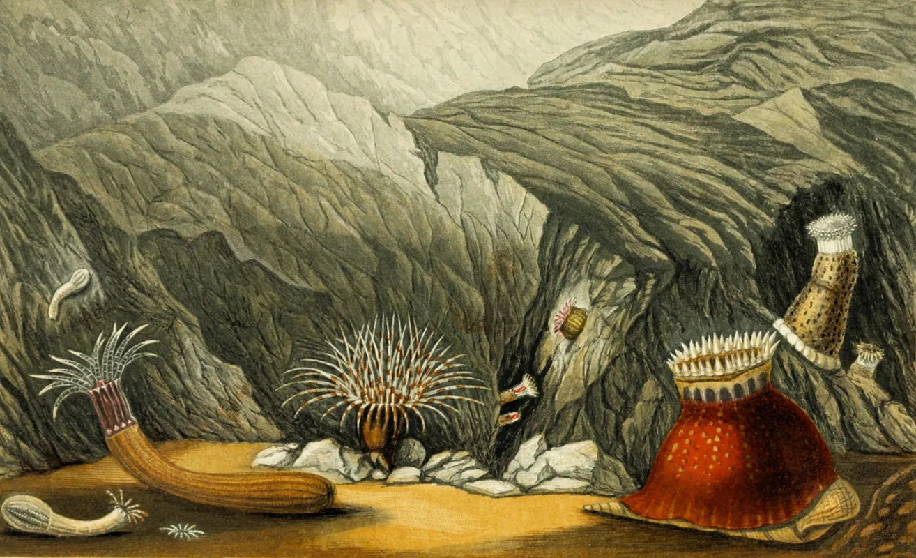 Phellia Gausapata P Murocincta Gregoria Fenestrata Bunodes Coronata Wall Art by Philip Henry Gosse - High-Resolution Digital Print
