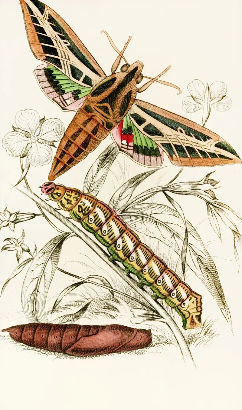 Philampelus Vitis Wall Art by James Duncan - High-Resolution Digital Print