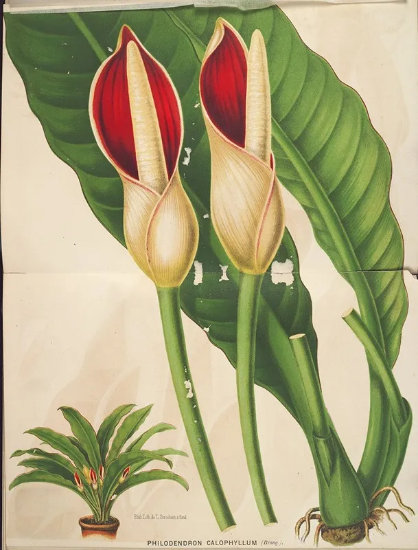 Philodendron Calophyllum Wall Art by Charles Antoine Lemaire - High-Resolution Digital Print
