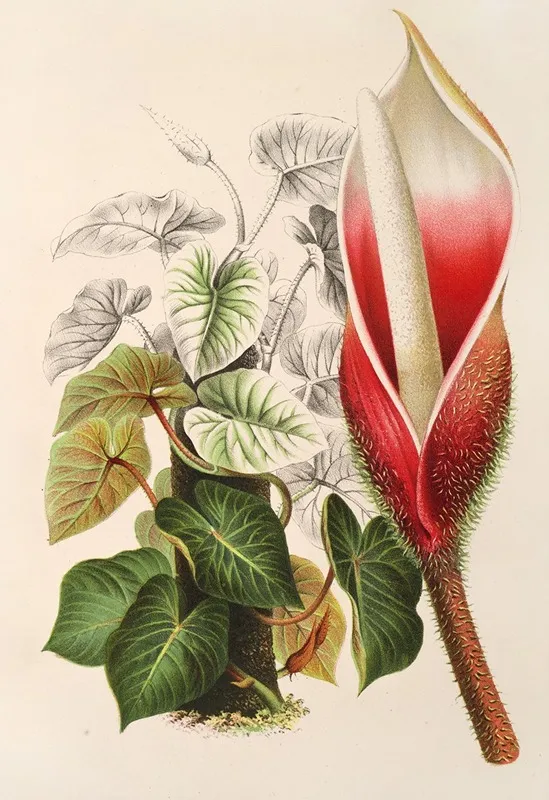 Philodendron Daguense Wall Art by Charles Antoine Lemaire - High-Resolution Digital Print