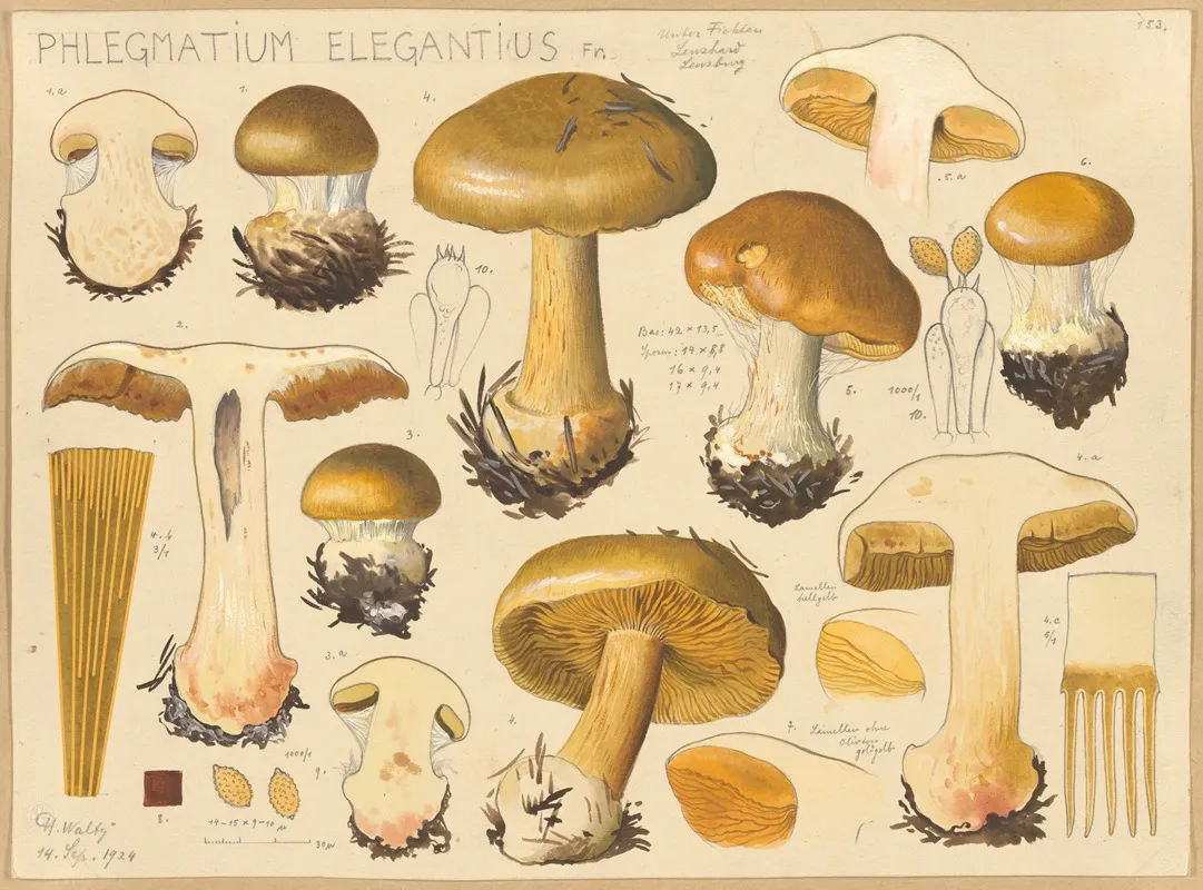 Phlegmatium Elegantius Fr Wall Art by Hans Walty - High-Resolution Digital Print