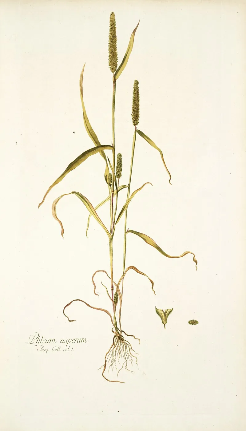 Phleum Asperum Wall Art by Nikolaus Joseph Freiherr von Jacquin - High-Resolution Digital Print