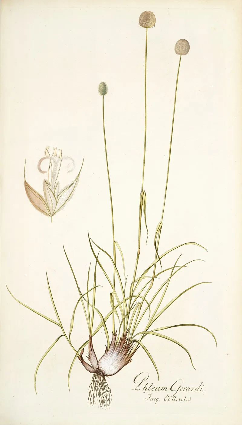 Phleum Gerardi Wall Art by Nikolaus Joseph Freiherr von Jacquin - High-Resolution Digital Print