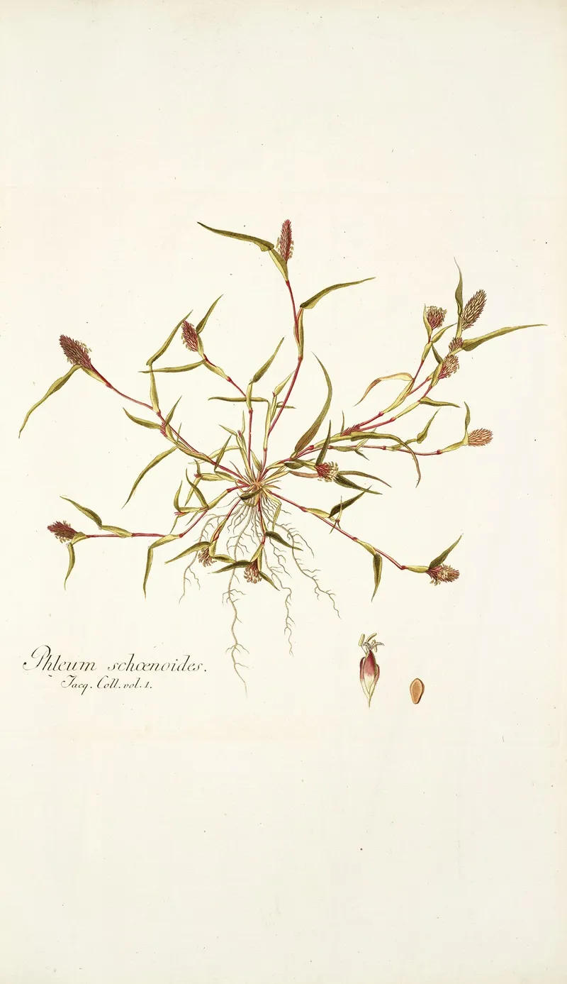 Phleum Schoenoides Wall Art by Nikolaus Joseph Freiherr von Jacquin - High-Resolution Digital Print
