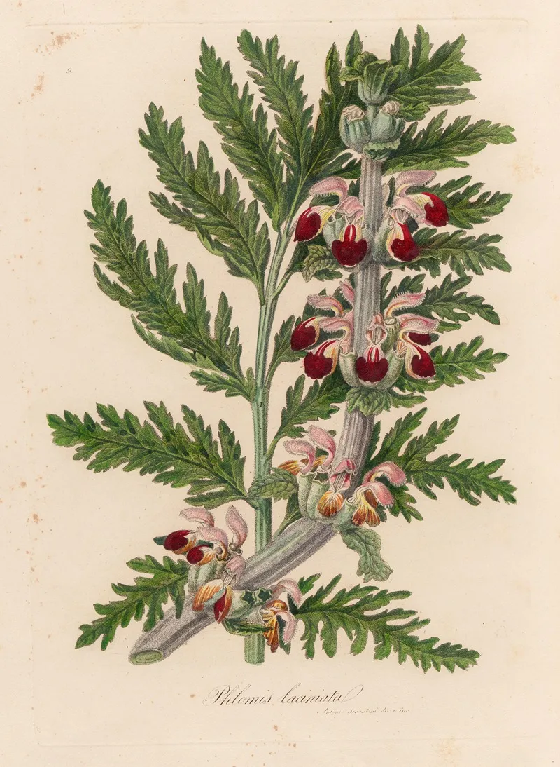 Phlomis Laciniata Wall Art by Gaetano Savi - High-Resolution Digital Print