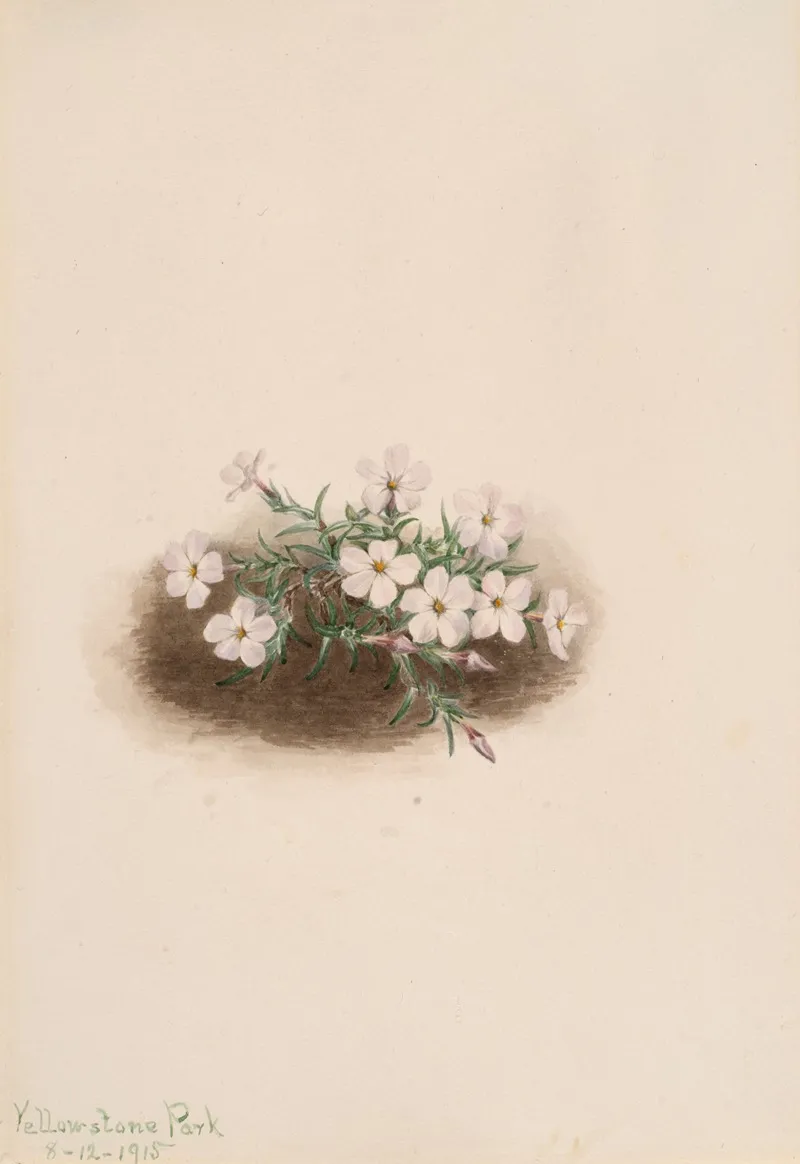 Phlox 2