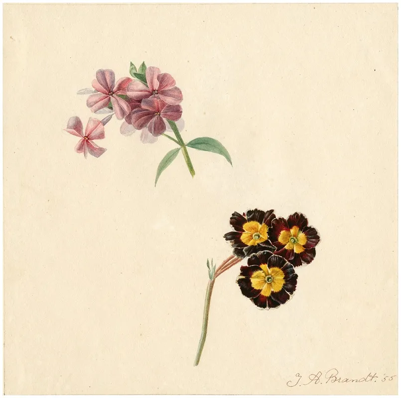 Phlox And Primula Wall Art by Albertus Jonas Brandt - High-Resolution Digital Print