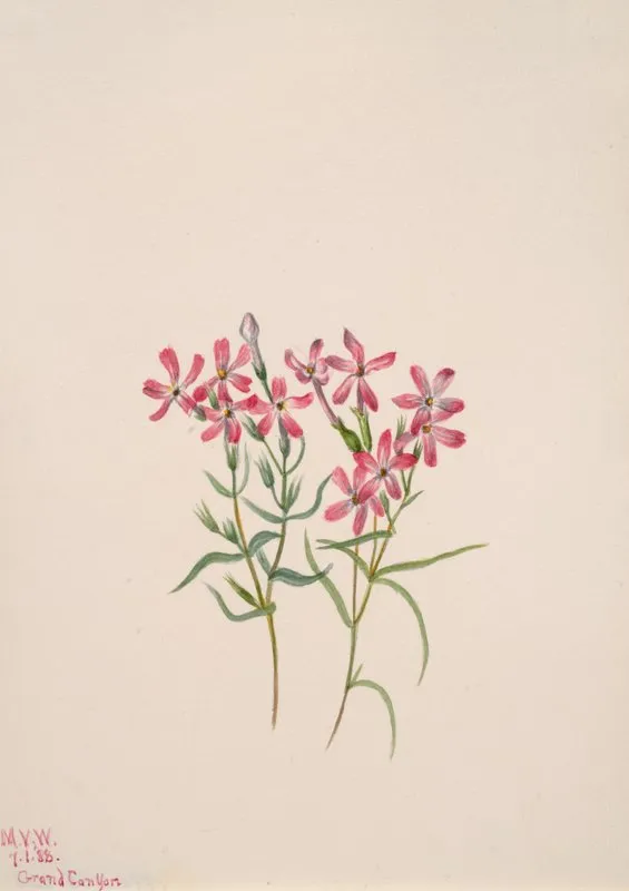 Phlox Stansburyi