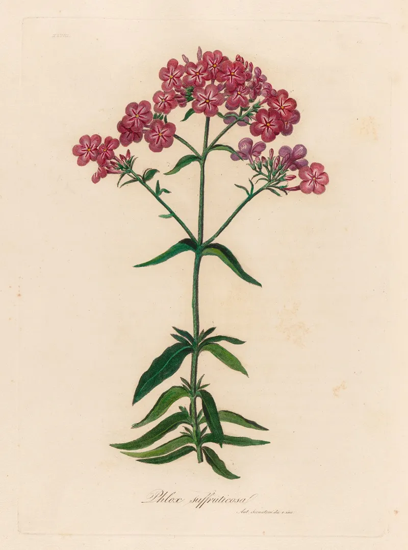 Phlox Suffruticosa Wall Art by Gaetano Savi - High-Resolution Digital Print