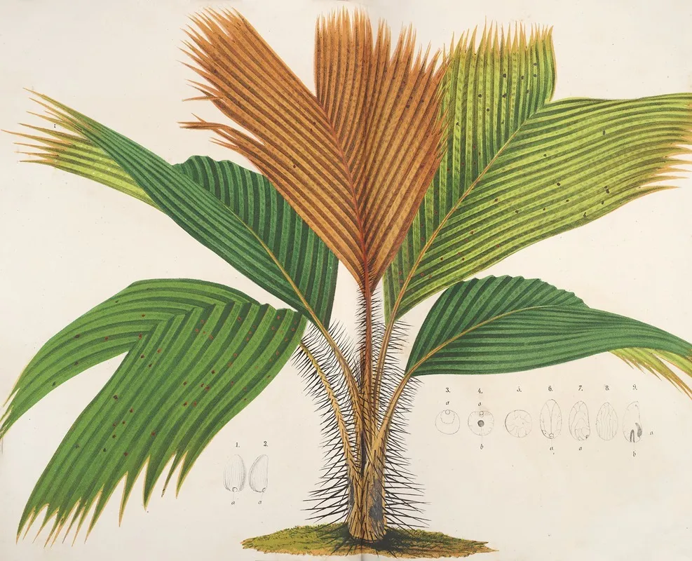 Phoenicophorium Sechellarum Wall Art by Charles Antoine Lemaire - High-Resolution Digital Print