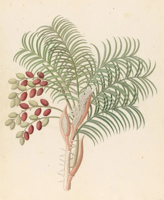 Phoenix Phoenix Reclinata Wall Art by Clemenz Heinrich Wehdemann - High-Resolution Digital Print