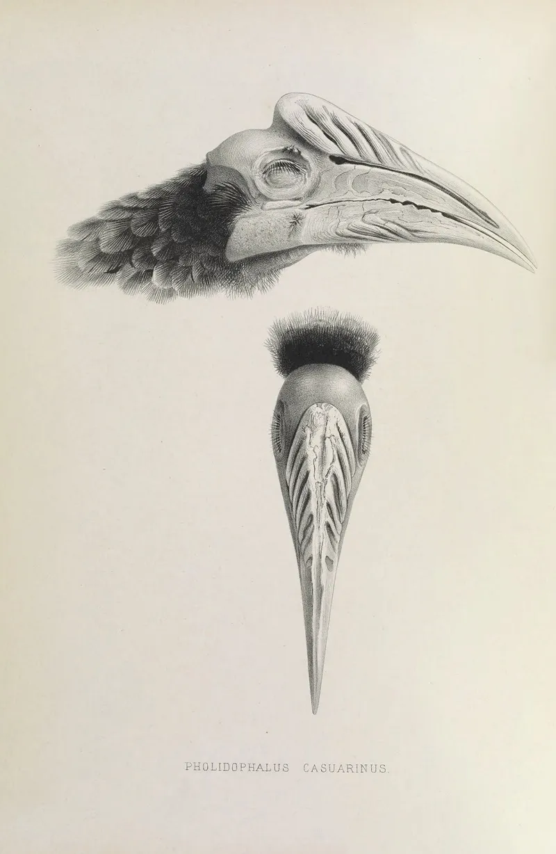 Pholidophalus Casuarinus Wall Art by Daniel Giraud Elliot - High-Resolution Digital Print