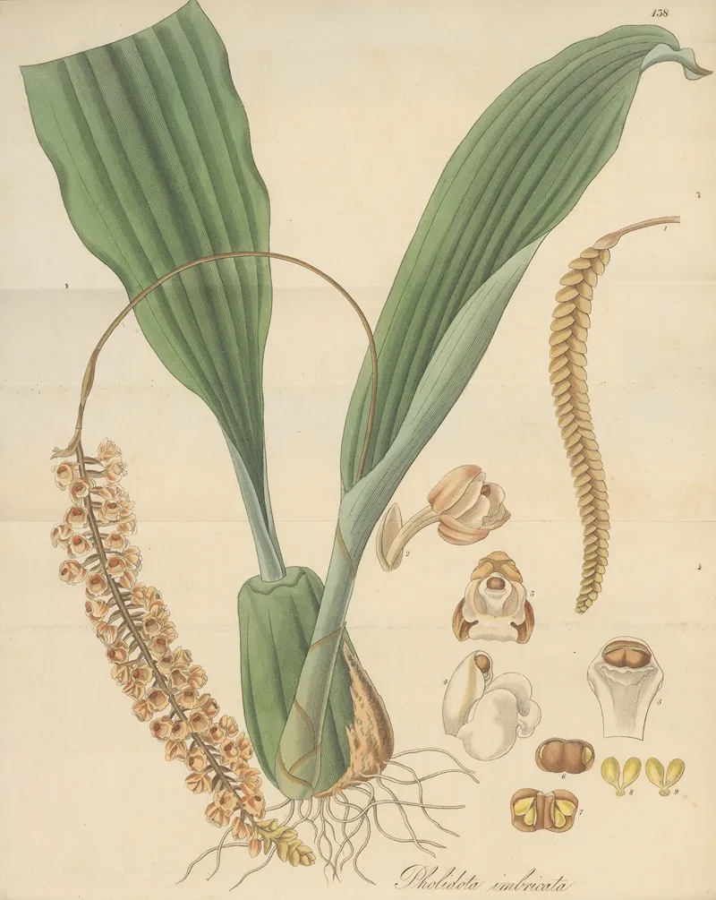 Pholidota Imbricata Wall Art by William Jackson Hooker - High-Resolution Digital Print