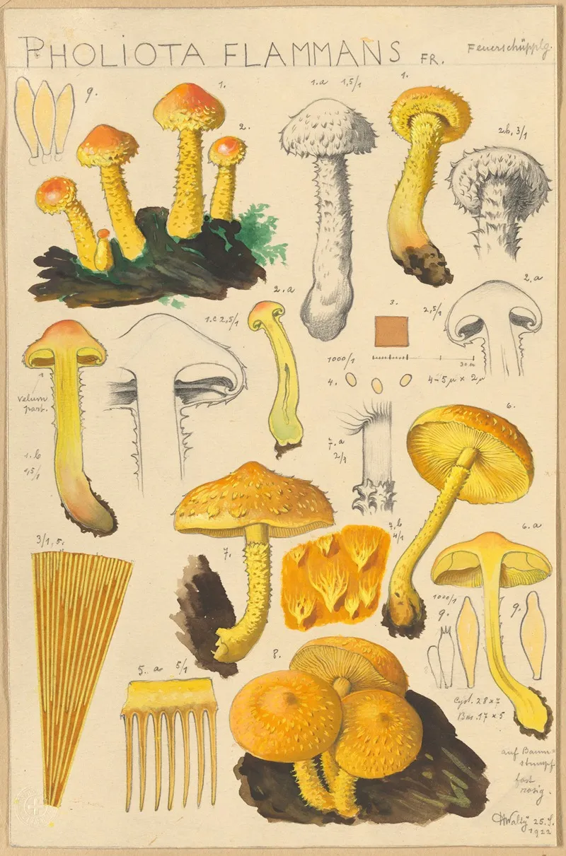 Pholiota Flammans Pholiota Caperata Wall Art by Hans Walty - High-Resolution Digital Print