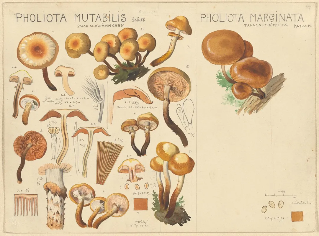 Pholiota Mutabilis Pholiota Marginata Wall Art by Hans Walty - High-Resolution Digital Print