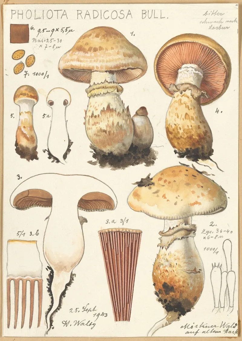 Pholiota Radicosa Bull Wall Art by Hans Walty - High-Resolution Digital Print