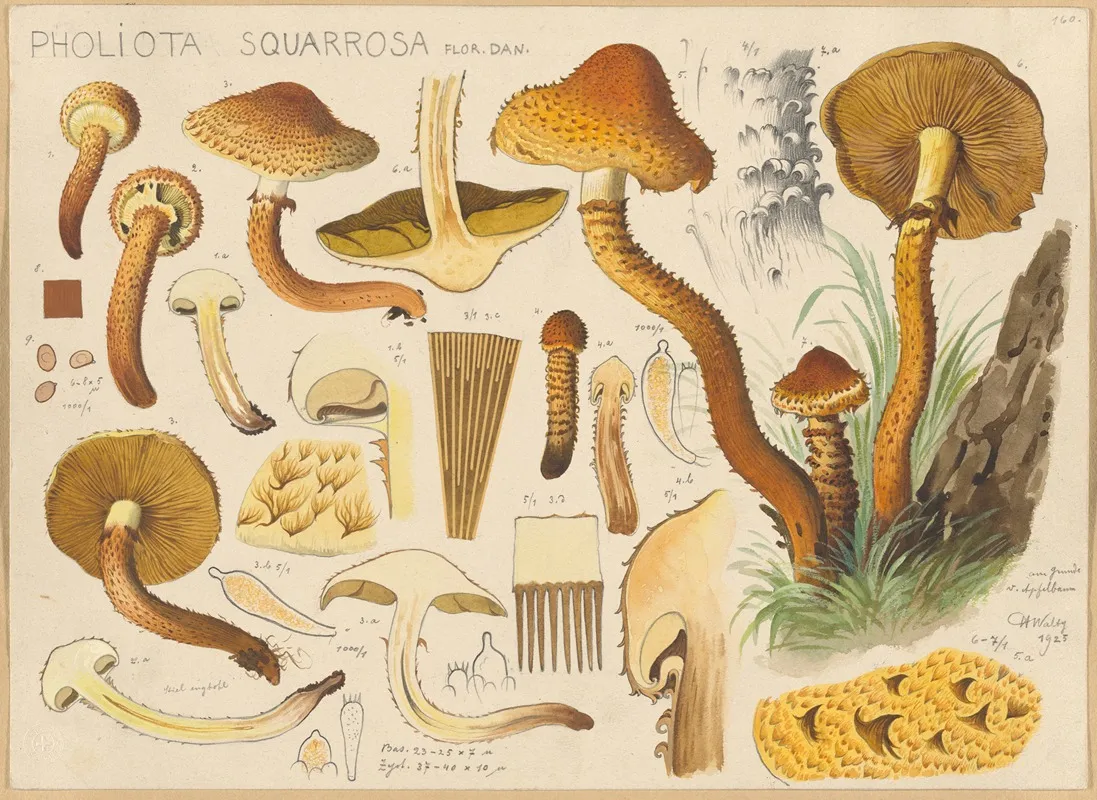 Pholiota Squarrosa Flor Dan Wall Art by Hans Walty - High-Resolution Digital Print