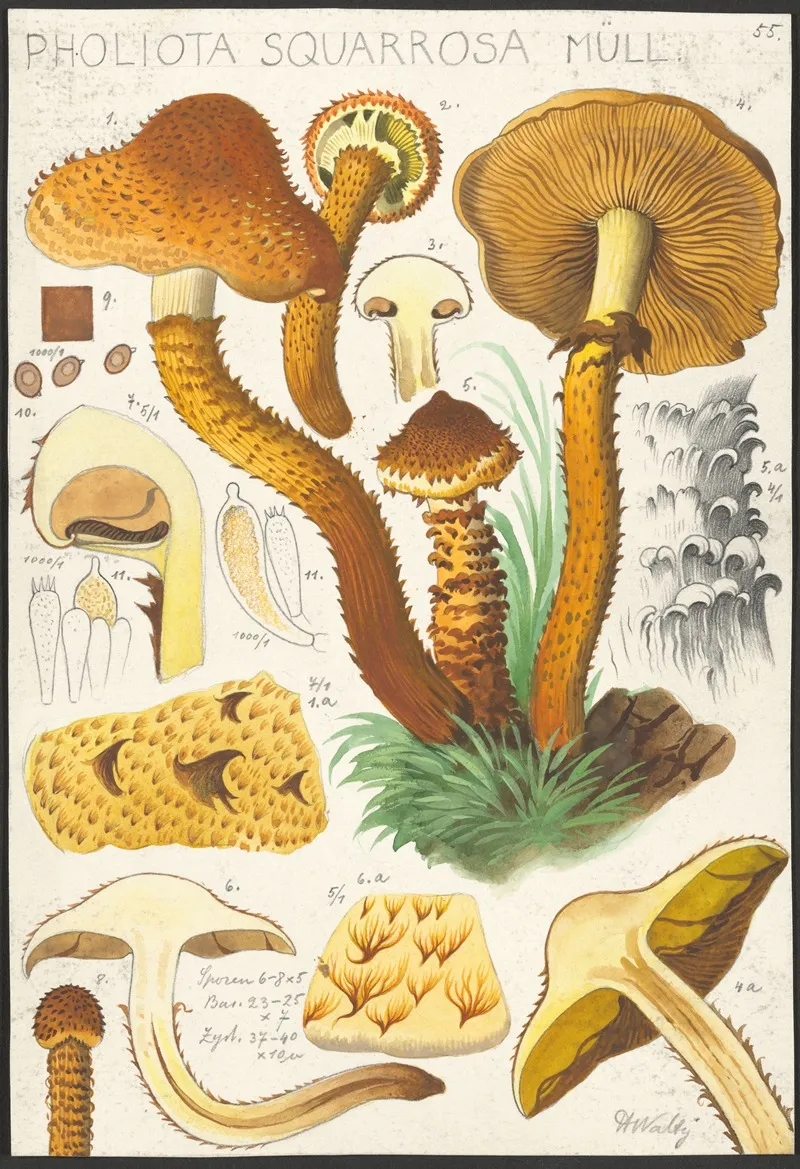 Pholiota Squarrosa Mull Wall Art by Hans Walty - High-Resolution Digital Print