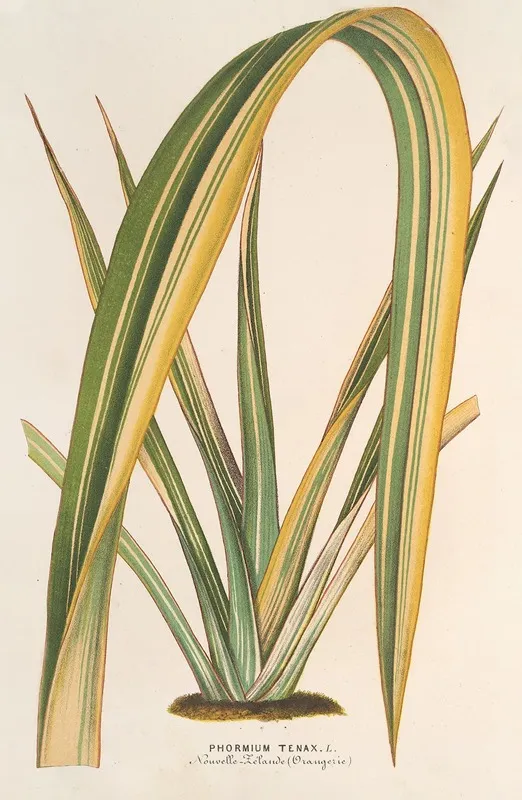 Phormium Tenax Fol Var Wall Art by Charles Antoine Lemaire - High-Resolution Digital Print