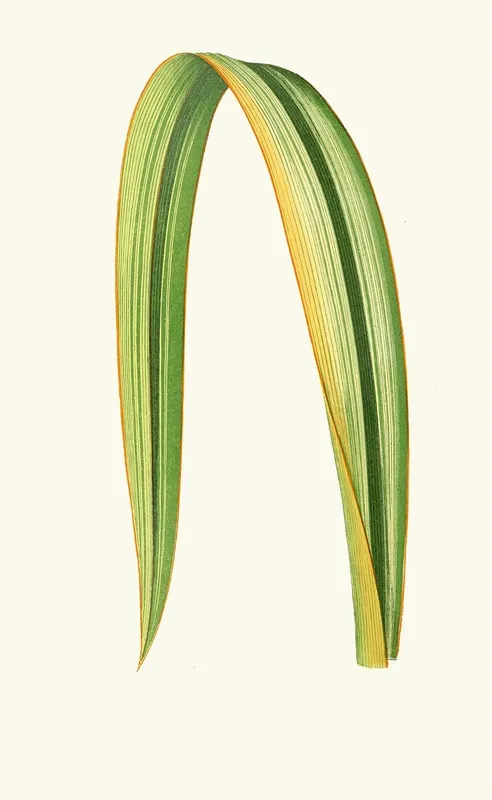 Phormium Tenax Wall Art by Edward Joseph Lowe - High-Resolution Digital Print
