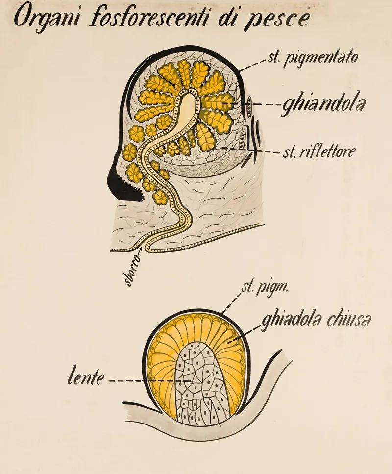 Phosphorescent Fish Organs