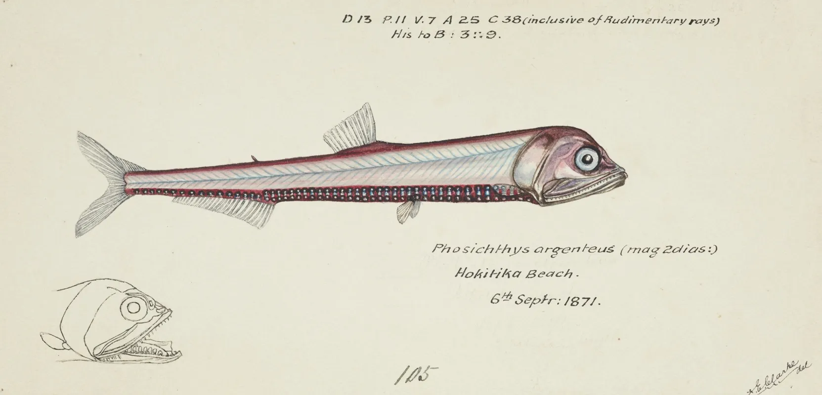 Photichthys Argenteus Nz Lighthouse Fish