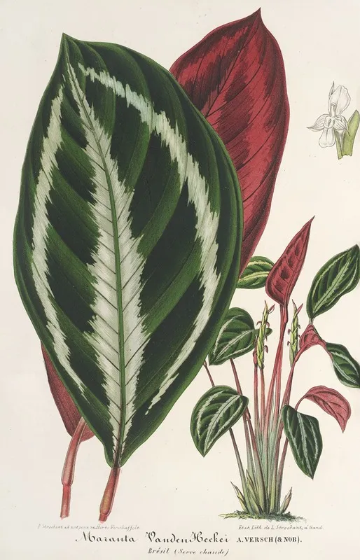 Phrynium Maranta Van Den Heckei Wall Art by Charles Antoine Lemaire - High-Resolution Digital Print