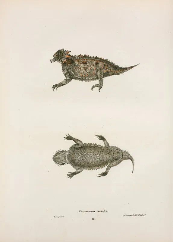 Phrynosoma Cornuta Wall Art by John Edwards Holbrook - High-Resolution Digital Print