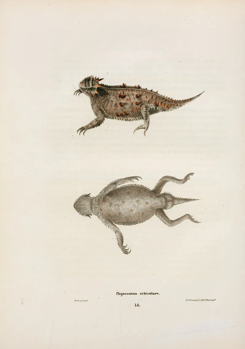 Phrynosoma Orbiculare Wall Art by John Edwards Holbrook - High-Resolution Digital Print