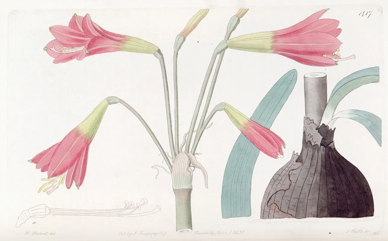 Phycella Like Habranthus Wall Art by Sydenham Edwards - High-Resolution Digital Print