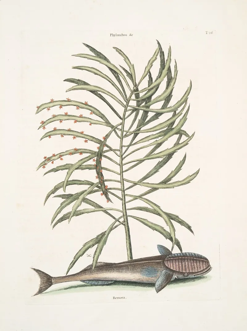 Phylanthos Remora The Sucking Fish Wall Art by Mark Catesby - High-Resolution Digital Print