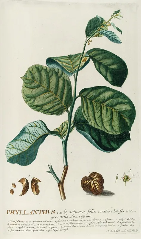 Phylianthus Wall Art by Georg Dionysius Ehret - High-Resolution Digital Print