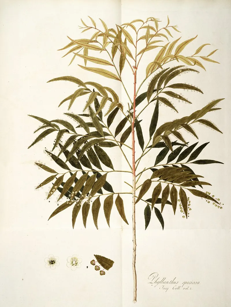 Phyllanthus Speciosa Wall Art by Nikolaus Joseph Freiherr von Jacquin - High-Resolution Digital Print