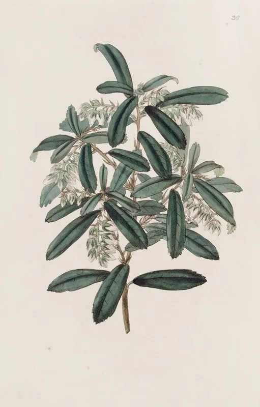 Phyllirea Leaved Andromeda Wall Art by Sydenham Edwards - High-Resolution Digital Print