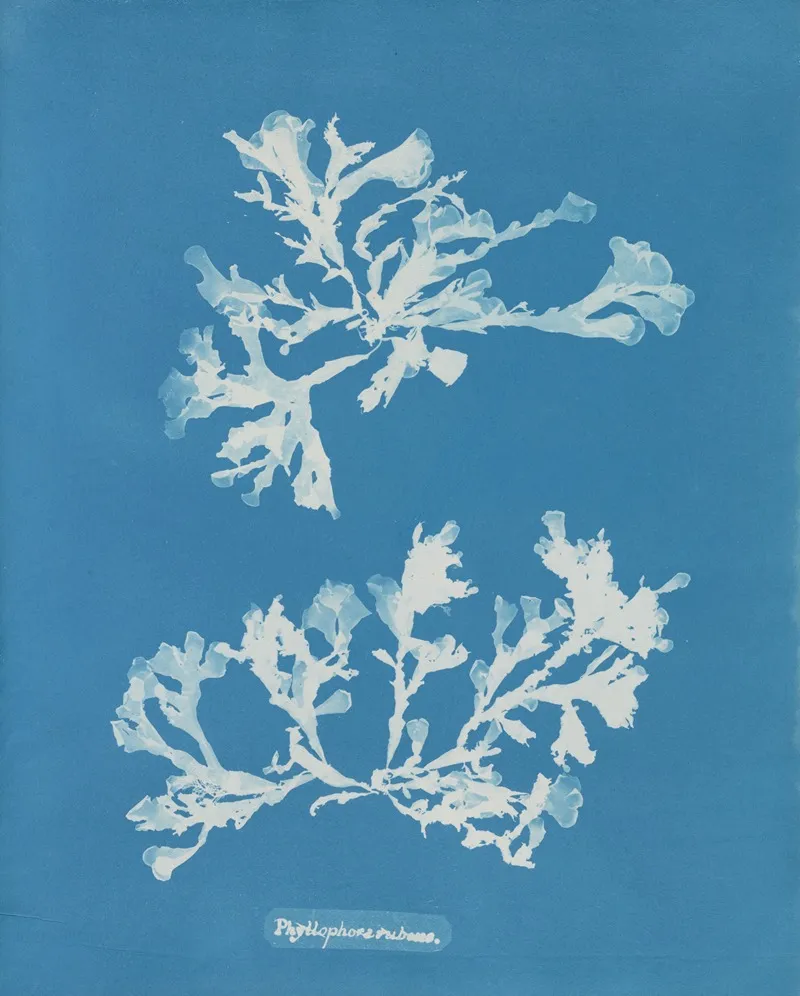 Phyllophora Rubens Wall Art by Anna Atkins - High-Resolution Digital Print