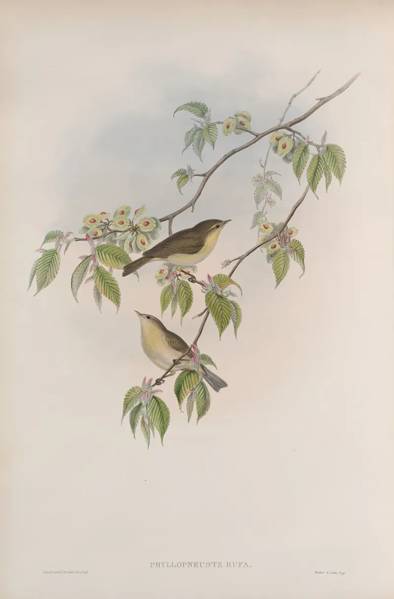 Phyllopneuste Rufa Chiff Chaff Wall Art by John Gould - High-Resolution Digital Print