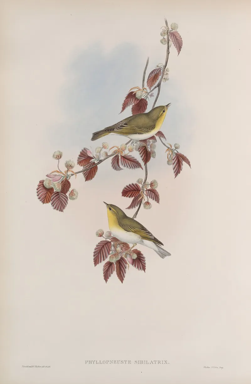 Phyllopneuste Sibilatrix Wood Wren Wall Art by John Gould - High-Resolution Digital Print