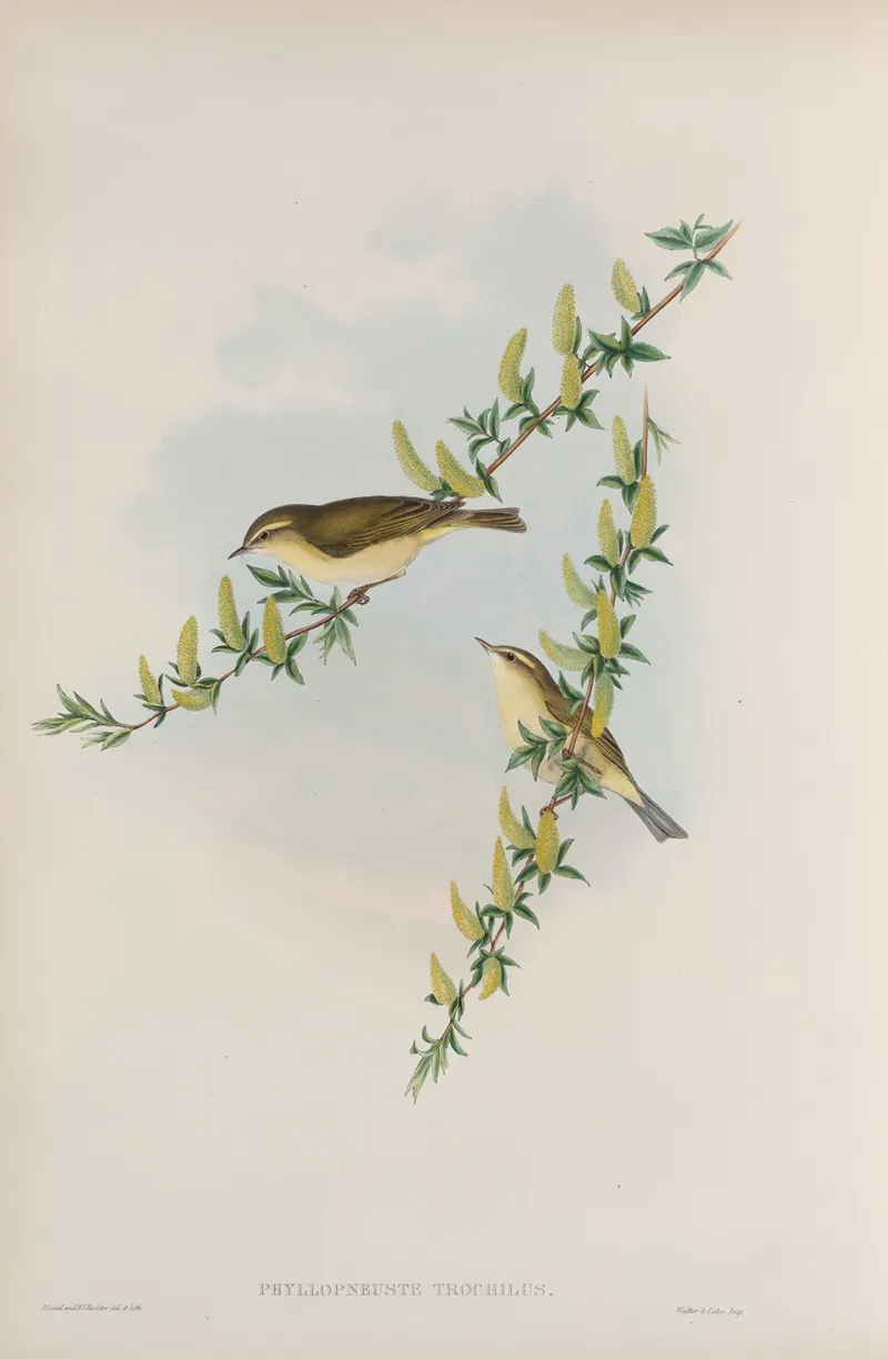 Phyllopneuste Trochilus Willow Wren Wall Art by John Gould - High-Resolution Digital Print