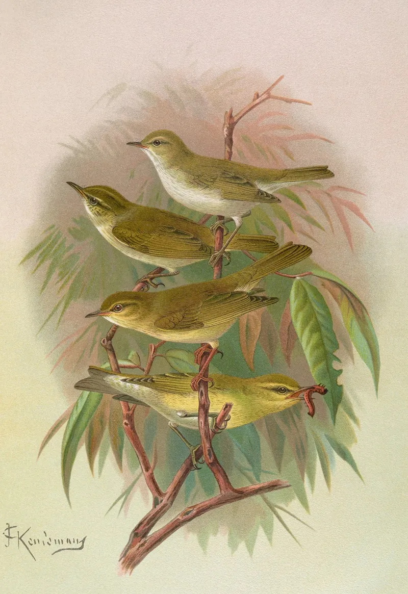 Phylloscopus Bonnellii Coronatus Trochilus Sibilator Wall Art by Johann Friedrich Naumann - High-Resolution Digital Print