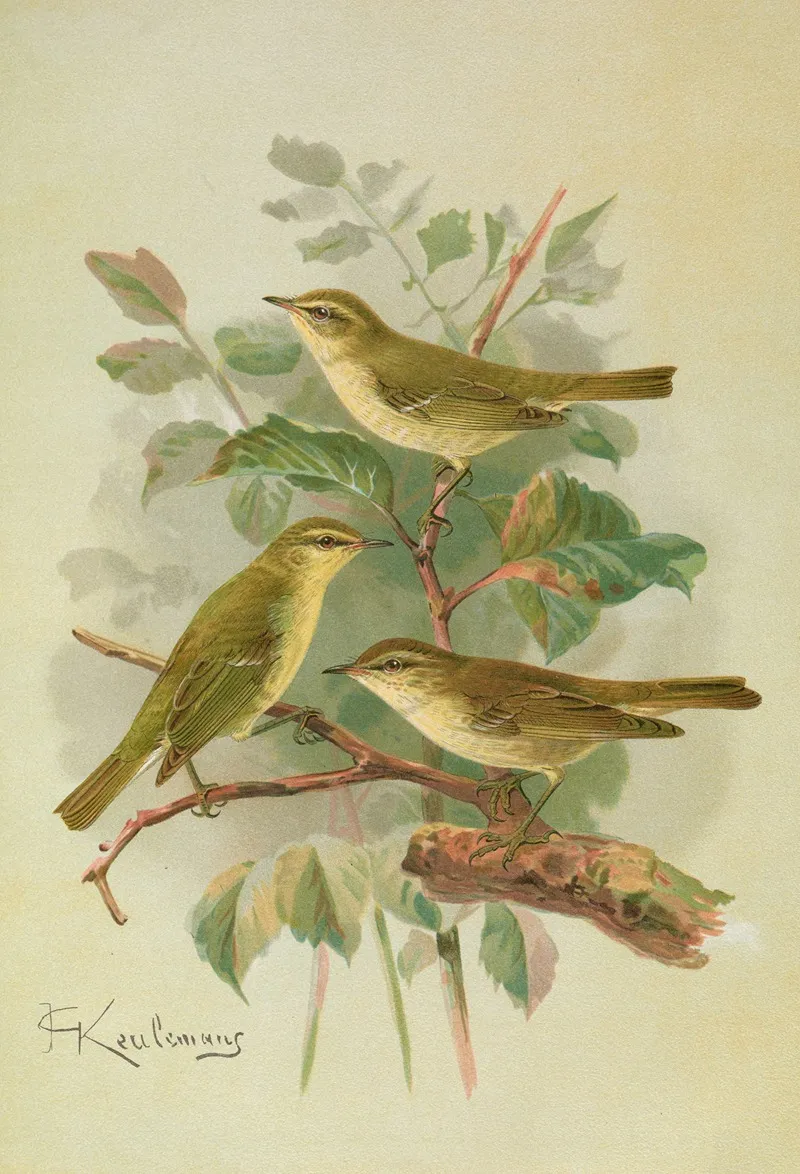 Phylloscopus Viridanus Nitidus Borealis Wall Art by Johann Friedrich Naumann - High-Resolution Digital Print