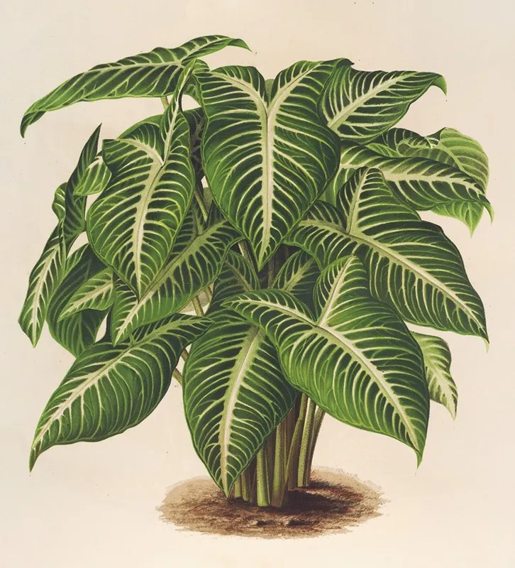Phyllotoenium Lindeni Wall Art by Charles Antoine Lemaire - High-Resolution Digital Print